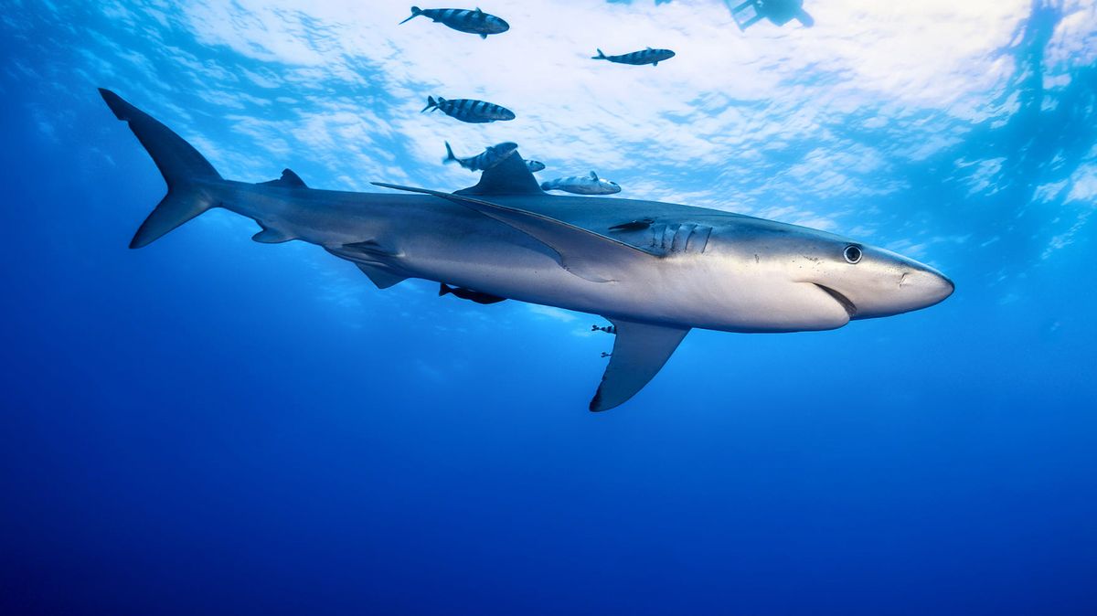 Třináctiletá školačka se na Floridě ubránila žralokovi